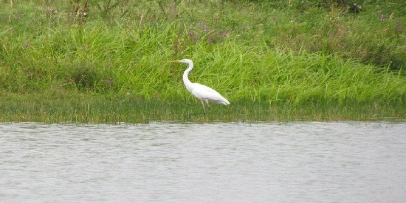 Czapla Biała